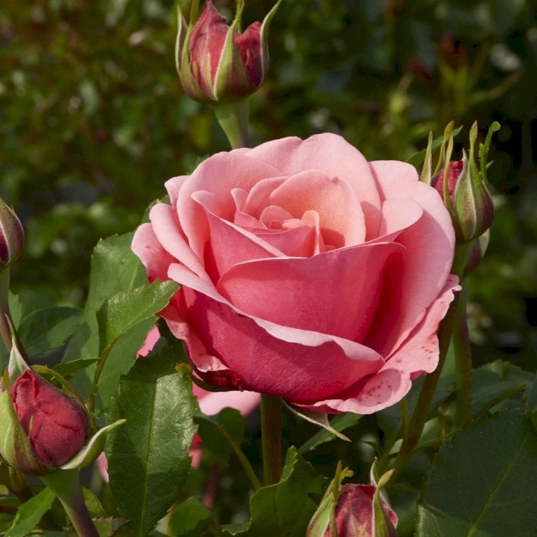 'Elaine Paige'™ Rosa X 'Elaine Paige'™ (Storblomstrende) A-Kvalitet,- barrods roser min. 3 grene 'Elaine Paige'™ Rosa X 'Elaine Paige'™ (Storblomstrende) A-Kvalitet,- Barrods Roser Min. 3 Grene -Plantetorvet Butik p7386 51256 rosa x elaine paige storblomstrende bdfc