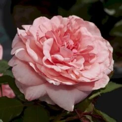 'Elaine Paige'™ Rosa X 'Elaine Paige'™ (Storblomstrende) A-Kvalitet,- Barrods Roser Min. 3 Grene 6 'Elaine Paige'™ Rosa X 'Elaine Paige'™ (Storblomstrende) A-Kvalitet,- Barrods Roser Min. 3 Grene -Plantetorvet Butik p7386 51257 rosa x elaine paige storblomstrende 1268