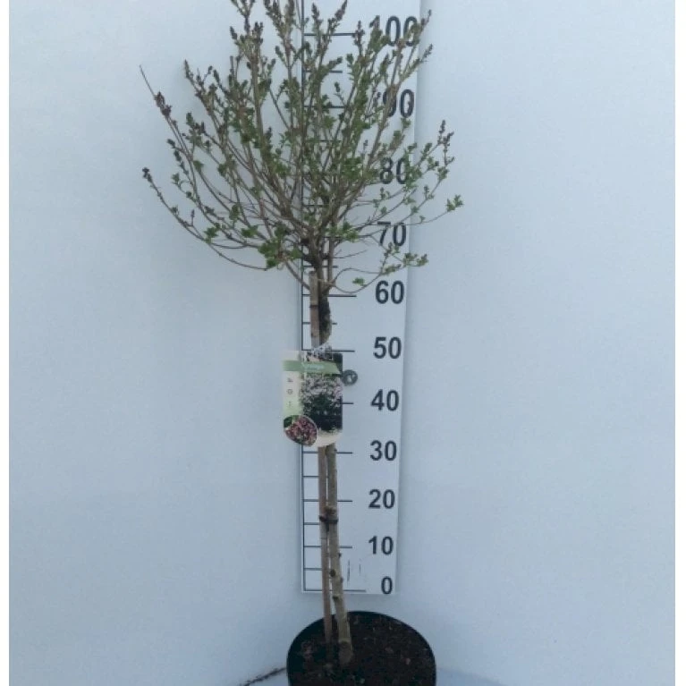 Dværg Syren 'Palibin' Syringa Meyeri 'Palibin' 3 års kraftig krone, Opstammet 60 cm. 7,5 liter potte Dværg Syren 'Palibin' Syringa Meyeri 'Palibin' 3 års Kraftig Krone, Opstammet 60 Cm. 7,5 Liter Potte -Plantetorvet Butik p7395 14841 syringa meyeri palibin d962
