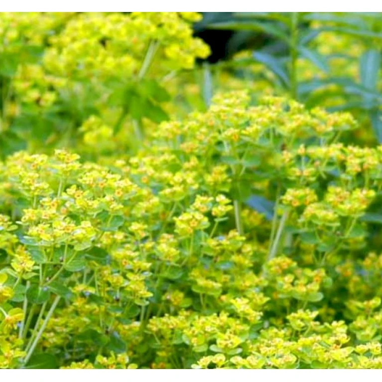Kær-Vortemælk Euphorbia Palustris 1 liter potte Kær-Vortemælk Euphorbia Palustris 1 Liter Potte -Plantetorvet Butik p810 40315 euphorbia palustris 9b8e