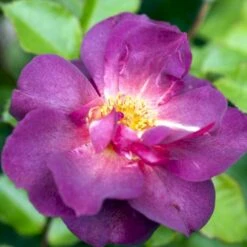 'Wild Rover' Rosa X 'Wild Rover' (Slyngrose) A-Kvalitet,- Barrods Roser Min. 3 Grene 4 'Wild Rover' Rosa X 'Wild Rover' (Slyngrose) A-Kvalitet,- Barrods Roser Min. 3 Grene -Plantetorvet Butik p8218 52931 rosa x wild rover slyngrose b56a