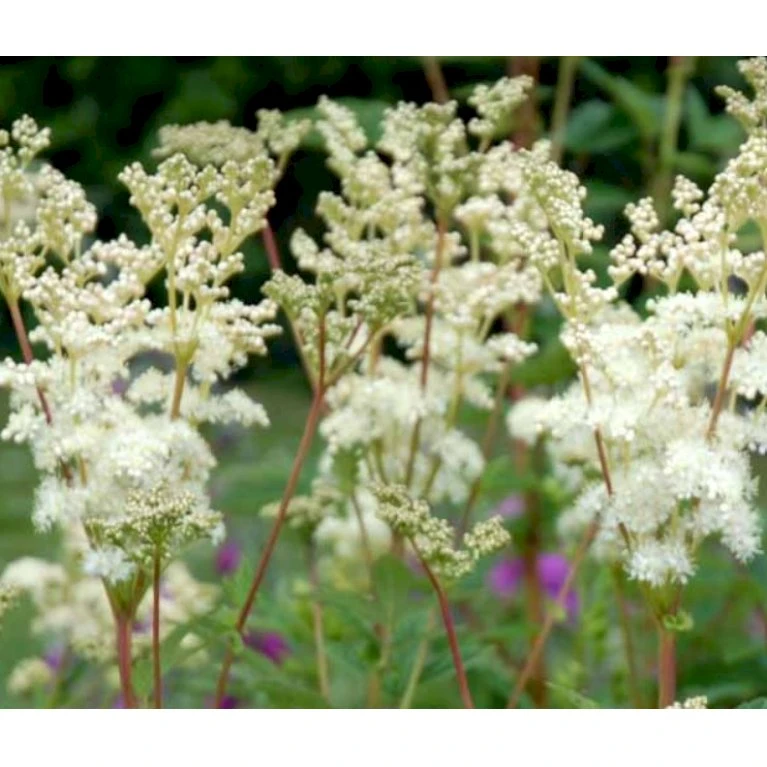 Almindelig Mjødurt Filipendula Ulmaria 10 cm. potte Almindelig Mjødurt Filipendula Ulmaria 10 Cm. Potte -Plantetorvet Butik p837 39772 filipendula ulmaria 5e1b