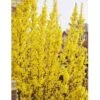 Vårguld 'Lynwood' Forsythia Intermedia 'Lynwood' 5 Liter Potte -Plantetorvet Butik p840 692 forsythia intermedia lynwood 2f9c