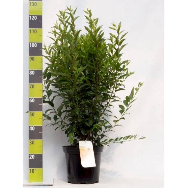 Forsytia 'Weekend' Forsythia Intermedia 'Weekend' Potte 12 liter,- 100-125 cm. Forsytia 'Weekend' Forsythia Intermedia 'Weekend' Potte 12 Liter,- 100-125 Cm. -Plantetorvet Butik p842 41822 forsythia intermedia weekend ae88