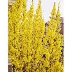 Forsytia 'Weekend' Forsythia Intermedia 'Weekend' Potte 12 Liter,- 100-125 Cm. 4 Forsytia 'Weekend' Forsythia Intermedia 'Weekend' Potte 12 Liter,- 100-125 Cm. -Plantetorvet Butik p842 694 forsythia intermedia weekend a571