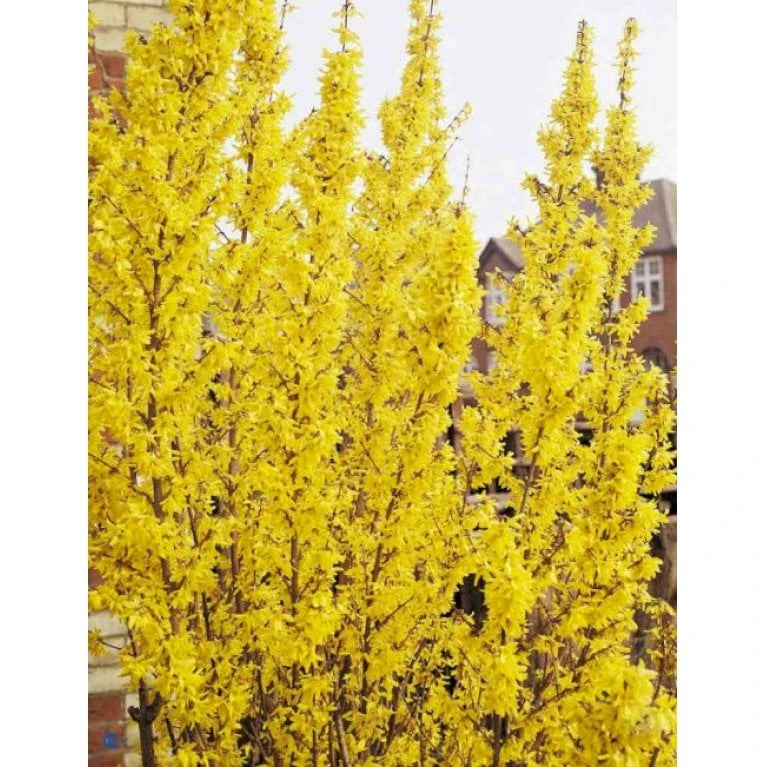 Forsytia 'Weekend' Forsythia Intermedia 'Weekend' Potte 12 liter,- 100-125 cm. Forsytia 'Weekend' Forsythia Intermedia 'Weekend' Potte 12 Liter,- 100-125 Cm. -Plantetorvet Butik p842 694 forsythia intermedia weekend a571