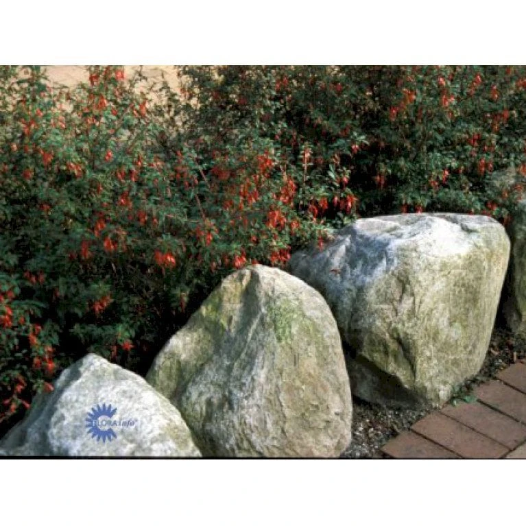 Fuchsia 'Karen' Fuchsia Magellanica 'Karen' 3,5 liter potte Fuchsia 'Karen' Fuchsia Magellanica 'Karen' 3,5 Liter Potte -Plantetorvet Butik p859 708 fuchsia magellanica karen ef64