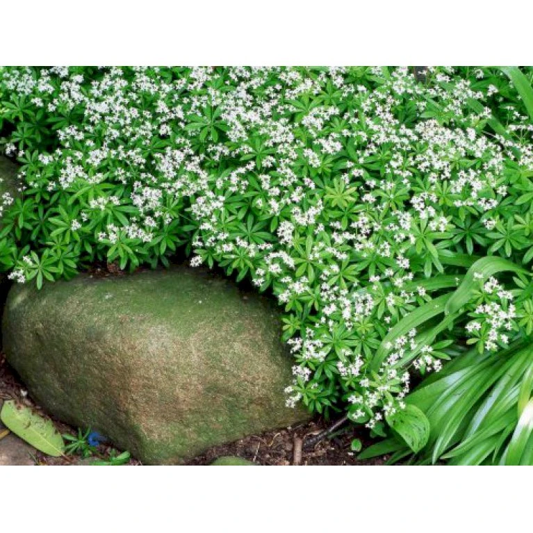 Skovmærke Galium Odoratum 10 cm. potte Skovmærke Galium Odoratum 10 Cm. Potte -Plantetorvet Butik p864 711 galium odoratum d4c8