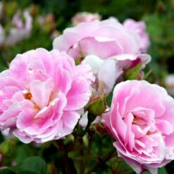 'Bourbon Queen' Rosa Bourboniana 'Bourbon Queen' (Bourbonrose) A-Kvalitet,- Barrods Roser Min. 3 Grene 4 'Bourbon Queen' Rosa Bourboniana 'Bourbon Queen' (Bourbonrose) A-Kvalitet,- Barrods Roser Min. 3 Grene -Plantetorvet Butik p869 52314 rosa borboniana bourbon queen bourbonrose 8458