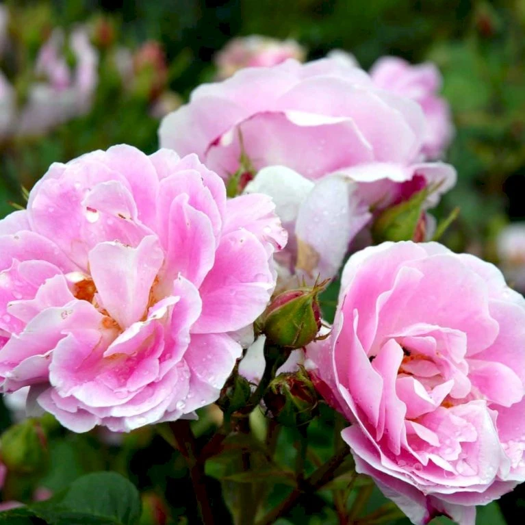 'Bourbon Queen' Rosa Bourboniana 'Bourbon Queen' (Bourbonrose) A-Kvalitet,- barrods roser min. 3 grene 'Bourbon Queen' Rosa Bourboniana 'Bourbon Queen' (Bourbonrose) A-Kvalitet,- Barrods Roser Min. 3 Grene -Plantetorvet Butik p869 52314 rosa borboniana bourbon queen bourbonrose 8458