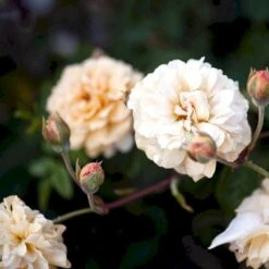 'Buff Beauty' Rosa Moschata 'Buff Beauty' (Moskusrose) A-Kvalitet,- Barrods Roser Min. 3 Grene