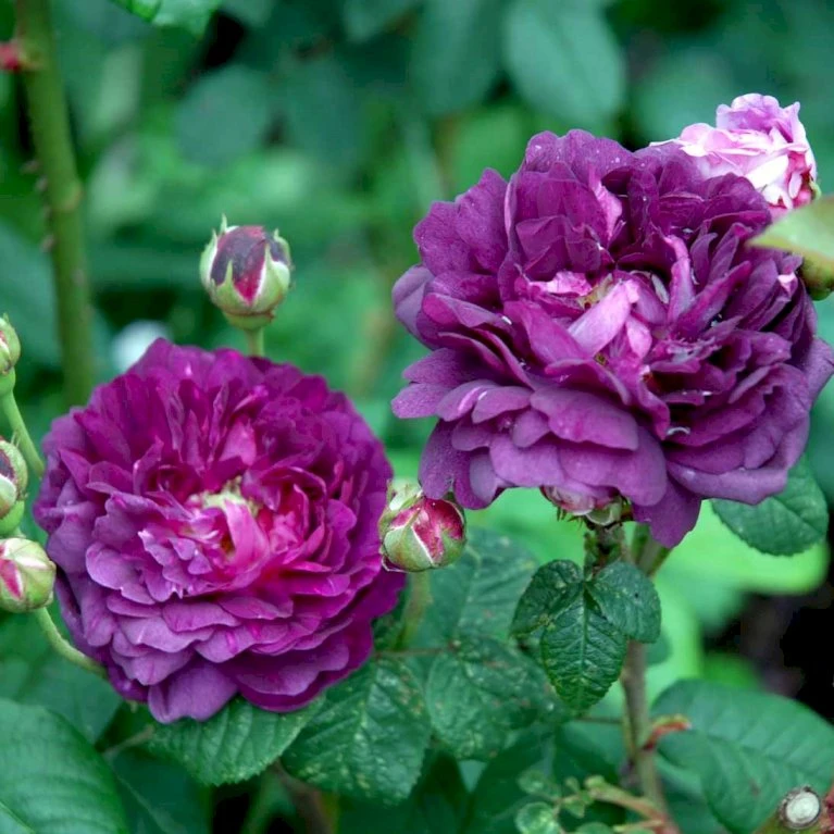 'Cardinal De Richelieu' Rosa Gallica 'Cardinal De Richelieu' (Gallicarose) A-Kvalitet,- barrods roser min. 3 grene 'Cardinal De Richelieu' Rosa Gallica 'Cardinal De Richelieu' (Gallicarose) A-Kvalitet,- Barrods Roser Min. 3 Grene -Plantetorvet Butik p871 52323 rosa gallica cardinal de richelieu gallicarose 88d5