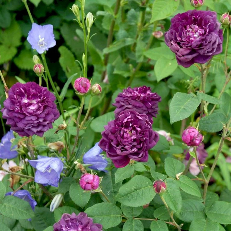 'Cardinal De Richelieu' Rosa Gallica 'Cardinal De Richelieu' (Gallicarose) A-Kvalitet,- barrods roser min. 3 grene 'Cardinal De Richelieu' Rosa Gallica 'Cardinal De Richelieu' (Gallicarose) A-Kvalitet,- Barrods Roser Min. 3 Grene -Plantetorvet Butik p871 52324 rosa gallica cardinal de richelieu gallicarose 9de1