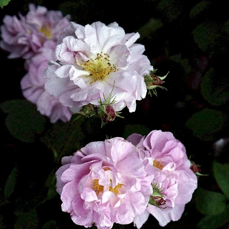 'Celsiana' Rosa Damascena 'Celsiana' (Damascenerrose) A-Kvalitet,- barrods roser min. 3 grene 'Celsiana' Rosa Damascena 'Celsiana' (Damascenerrose) A-Kvalitet,- Barrods Roser Min. 3 Grene -Plantetorvet Butik p872 52327 rosa damascena celsiana damascenerrose 135c