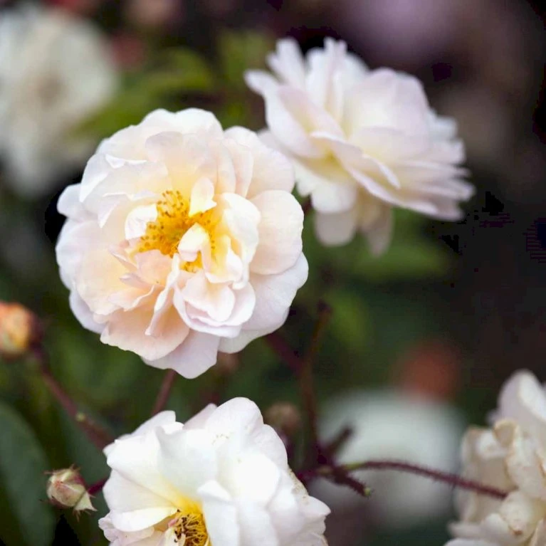 'Ghislaine De Féligonde' Rosa Moschata 'Ghislaine De Féligonde' (Moskusrose) A-Kvalitet,- barrods roser min. 3 grene 'Ghislaine De Féligonde' Rosa Moschata 'Ghislaine De Féligonde' (Moskusrose) A-Kvalitet,- Barrods Roser Min. 3 Grene -Plantetorvet Butik p883 52400 rosa moschata ghislaine de feligonde moschatarose 4c9a