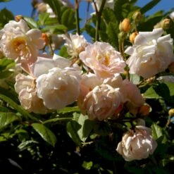 'Ghislaine De Féligonde' Rosa Moschata 'Ghislaine De Féligonde' (Moskusrose) A-Kvalitet,- Barrods Roser Min. 3 Grene 4 'Ghislaine De Féligonde' Rosa Moschata 'Ghislaine De Féligonde' (Moskusrose) A-Kvalitet,- Barrods Roser Min. 3 Grene -Plantetorvet Butik p883 52401 rosa moschata ghislaine de feligonde moschatarose 78da