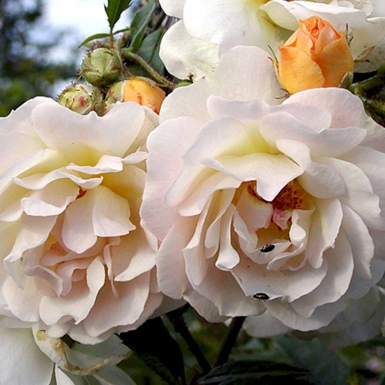 'Ghislaine De Féligonde' Rosa Moschata 'Ghislaine De Féligonde' (Moskusrose) A-Kvalitet,- barrods roser min. 3 grene 'Ghislaine De Féligonde' Rosa Moschata 'Ghislaine De Féligonde' (Moskusrose) A-Kvalitet,- Barrods Roser Min. 3 Grene -Plantetorvet Butik p883 52402 rosa moschata ghislaine de feligonde moschatarose 47ee