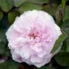 'Jacques Cartier' Rosa Portlandica 'Jacques Cartier' (Portlandrose) A-Kvalitet,- Barrods Roser Min. 3 Grene -Plantetorvet Butik p887 52437 rosa portlandica jacques cartier portlandrose 4fe4