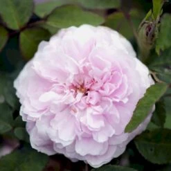 'Jacques Cartier' Rosa Portlandica 'Jacques Cartier' (Portlandrose) A-Kvalitet,- Barrods Roser Min. 3 Grene