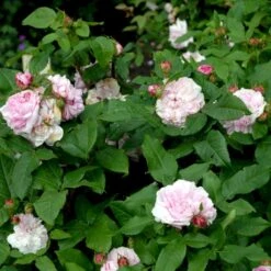 'Jacques Cartier' Rosa Portlandica 'Jacques Cartier' (Portlandrose) A-Kvalitet,- Barrods Roser Min. 3 Grene 4 'Jacques Cartier' Rosa Portlandica 'Jacques Cartier' (Portlandrose) A-Kvalitet,- Barrods Roser Min. 3 Grene -Plantetorvet Butik p887 52438 rosa portlandica jacques cartier portlandrose c973