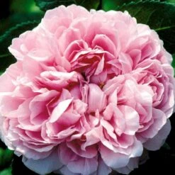 'Jacques Cartier' Rosa Portlandica 'Jacques Cartier' (Portlandrose) A-Kvalitet,- Barrods Roser Min. 3 Grene 5 'Jacques Cartier' Rosa Portlandica 'Jacques Cartier' (Portlandrose) A-Kvalitet,- Barrods Roser Min. 3 Grene -Plantetorvet Butik p887 52439 rosa portlandica jacques cartier portlandrose c652