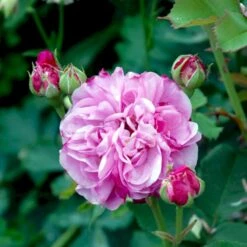 'Louise Odier' Rosa Bourboniana 'Louise Odier' (Bourbonrose) A-Kvalitet,- Barrods Roser Min. 3 Grene 4 'Louise Odier' Rosa Bourboniana 'Louise Odier' (Bourbonrose) A-Kvalitet,- Barrods Roser Min. 3 Grene -Plantetorvet Butik p889 52447 rosa bourboniana louise odier bourbonrose 26c3