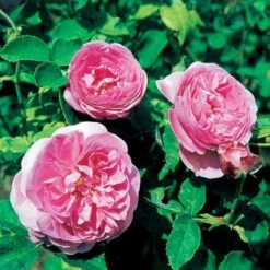 'Louise Odier' Rosa Bourboniana 'Louise Odier' (Bourbonrose) A-Kvalitet,- Barrods Roser Min. 3 Grene 5 'Louise Odier' Rosa Bourboniana 'Louise Odier' (Bourbonrose) A-Kvalitet,- Barrods Roser Min. 3 Grene -Plantetorvet Butik p889 52448 rosa bourboniana louise odier bourbonrose c27f