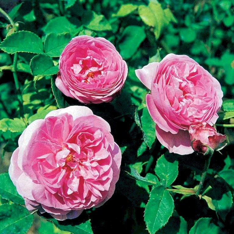 'Louise Odier' Rosa Bourboniana 'Louise Odier' (Bourbonrose) A-Kvalitet,- barrods roser min. 3 grene 'Louise Odier' Rosa Bourboniana 'Louise Odier' (Bourbonrose) A-Kvalitet,- Barrods Roser Min. 3 Grene -Plantetorvet Butik p889 52448 rosa bourboniana louise odier bourbonrose c27f