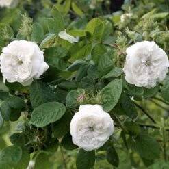 'Mme Hardy' Rosa Damascena 'Mme Hardy' (Damascenerrose) A-Kvalitet,- Barrods Roser Min. 3 Grene -Plantetorvet Butik p892 52468 rosa damascena mme hardy damascenerrose fc46
