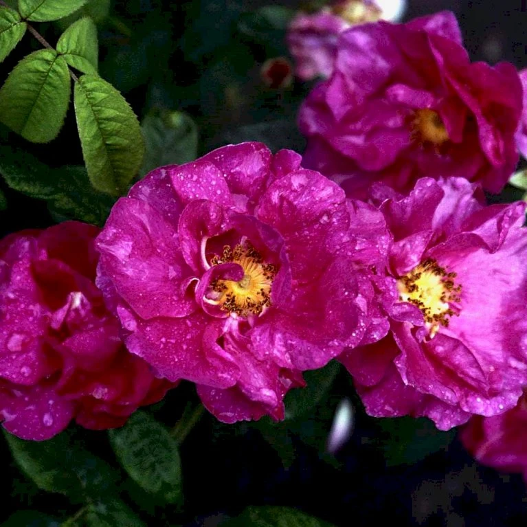 'Officinalis' Rosa Gallica 'Officinalis' (Gallicarose) A-Kvalitet,- barrods roser min. 3 grene 'Officinalis' Rosa Gallica 'Officinalis' (Gallicarose) A-Kvalitet,- Barrods Roser Min. 3 Grene -Plantetorvet Butik p895 52483 rosa gallica officinalis gallicarose 75ca