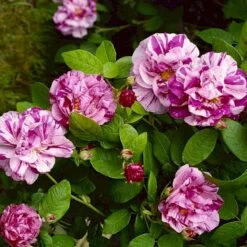 'Rosa Mundi' Rosa Gallica 'Rosa Mundi' (Gallicarose) A-Kvalitet,- Barrods Roser Min. 3 Grene -Plantetorvet Butik p899 52872 rosa gallica rosa mundi gallicarose 2549