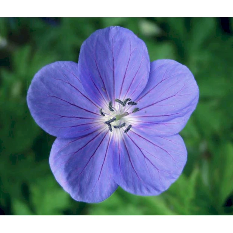 Storkenæb 'Brookside' Geranium Hybrid 'Brookside' 1 liter potte Storkenæb 'Brookside' Geranium Hybrid 'Brookside' 1 Liter Potte -Plantetorvet Butik p942 768 geranium hybrid brookside 5cee
