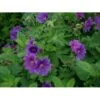 Storkenæb 'Magnificum' Geranium Platypetalum 'Magnificum' 1 Liter Potte 2 Storkenæb 'Magnificum' Geranium Platypetalum 'Magnificum' 1 Liter Potte -Plantetorvet Butik p949 36193 geranium platypetalum magnificum 015f