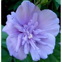 Syrisk Rose 'Blue Chiffon' Hibiscus Syriacus 'Blue Chiffon' Potte 4,0 Liter,- 50-60 Cm. -Plantetorvet Butik p9512 21477 hibiscus syriacus blue chiffon a0f0