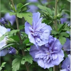 Syrisk Rose 'Blue Chiffon' Hibiscus Syriacus 'Blue Chiffon' Potte 4,0 Liter,- 50-60 Cm. -Plantetorvet Butik p9512 36147 hibiscus syriacus blue chiffon 0e99