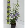 Syrisk Rose 'Blue Chiffon' Hibiscus Syriacus 'Blue Chiffon' Potte 4,0 Liter,- 50-60 Cm. -Plantetorvet Butik p9512 52682 hibiscus syriacus blue chiffon 0cc4