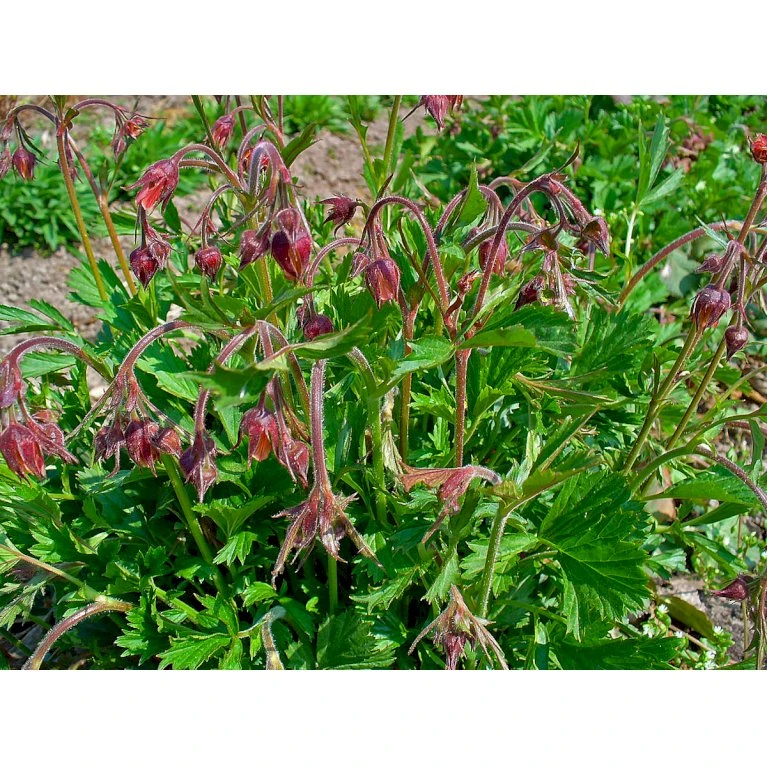 Eng-Nellikerod Geum Rivale Potte 0,5 liter Eng-Nellikerod Geum Rivale Potte 0,5 Liter -Plantetorvet Butik p961 54003 geum rivale f4f3