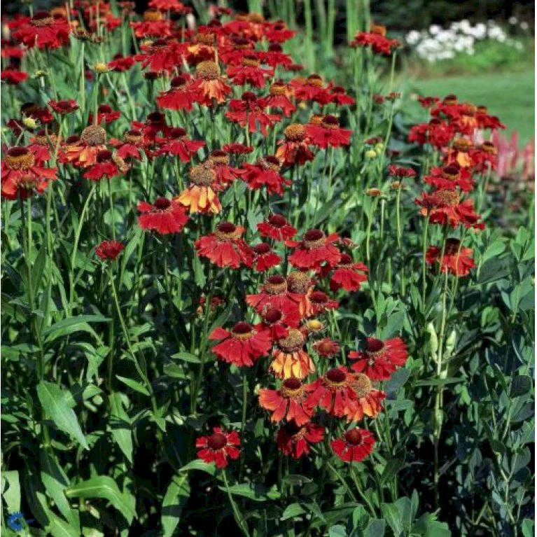 Solbrud 'Moerheim Beauty' Helenium Hybrid 'Moerheim Beauty' 1 Liter Potte